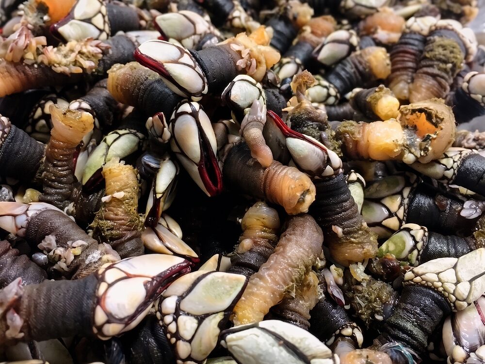 Monte de percebes crus, com as unhas brancas e os pés escuros